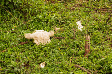 Obraz premium Leftover bones of a deer found in the forest.