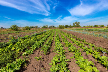 Fototapeta na wymiar Panoramic view of agricultural field, organic farming under blue sky