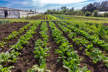 Fototapeta na wymiar View along rows of vegetables in a field, greenhouse in background.,