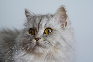 Portrait of the Cute persian cat. 
Gray nd white shinshilla cat portrait. Chinchilla Persian...