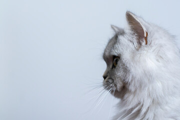 Portrait of the Cute persian cat. 
Gray nd white shinshilla cat portrait. Chinchilla Persian...