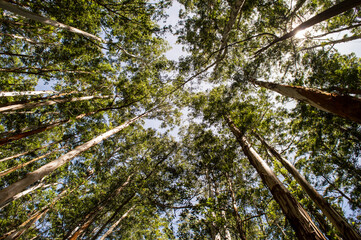 Head of many eucalyptus trees forming natural beautiful texture pattern background