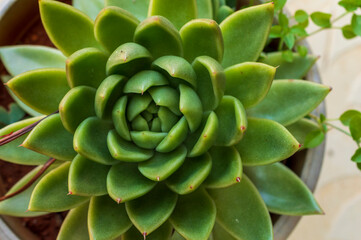 Succulent plant forming a beautiful texture pattern background

