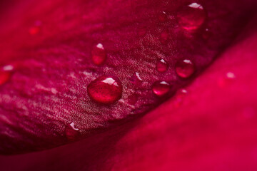 red rose with dew drops close-up