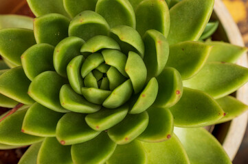 Succulent plant forming a beautiful texture pattern background
