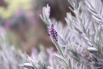 French Lavender Lavandula Dentata in garden