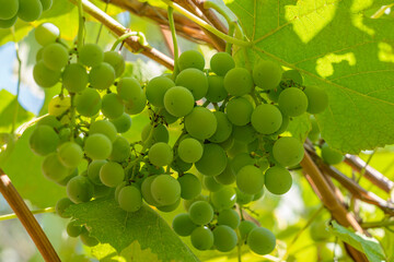 young green bunches of grapes on vines