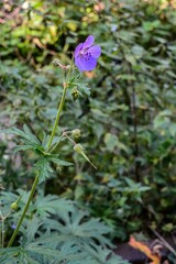 Meadow geranium in the forest(Geránium praténse)