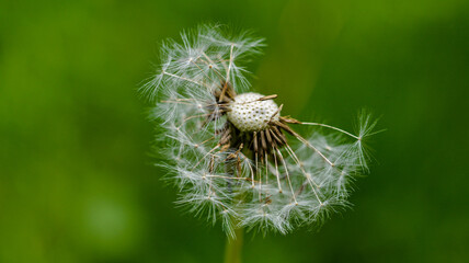 pair of pretty dandelion puffs