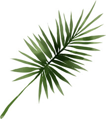 Set of tropical leaf monstera, forest leaves isolated