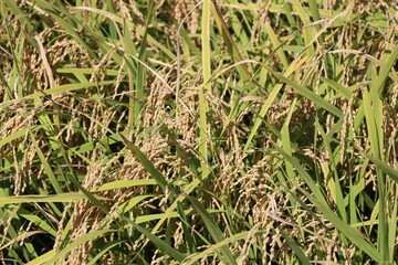 田　９月　収穫間際