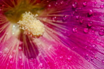 close up of pink flower