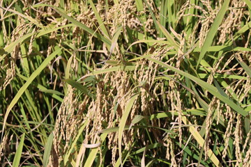 田　９月　収穫間際