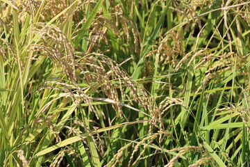 田　９月　収穫間際