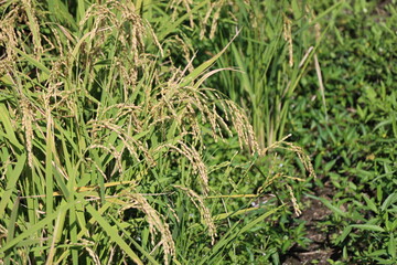 田　９月　収穫間際