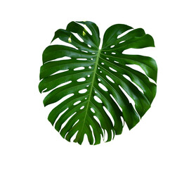 Tropical foliage, green monstera plant isolated on white background with clipping path