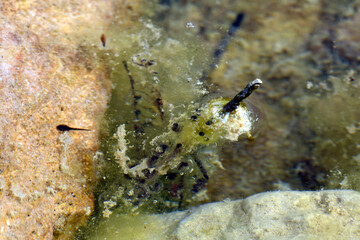 Yellow-bellied toad // Dalmatinische Gelbbauchunke (Bombina variegata kolombatovici) - Lovcen,...