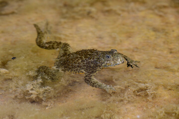 Obraz premium Yellow-bellied toad // Dalmatinische Gelbbauchunke (Bombina variegata kolombatovici) - Lovcen, Montenegro