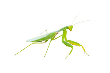 Beetle mantis on a white background