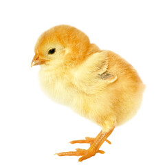 Chicken on white background