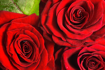 Red roses with green leaf