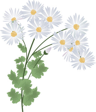 小菊圖 小菊 Images – Browse 2,969 Stock Photos, Vectors, and Video