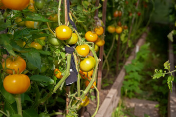 Unripe tomatoes grow in a greenhouse close-up. The farmer's crop is grown in beds covered with polyethylene. Tied up to strengthen the weight, stems. Vegetables without chemicals, a healthy lifestyle.