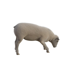 Sheep photorealistic in different poses on transparent background. 3D rendering illustration.