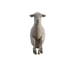 Sheep photorealistic in different poses on transparent background. 3D rendering illustration.