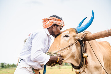 Indian farmer peeting cattle by kiisinng on forehead at farmland while tilling - concept of caring...