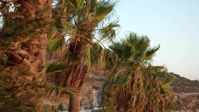 palm trees and leaves in the light of the evening sun, background to illustrate vacations.