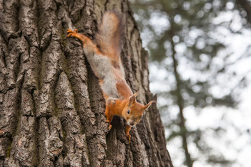 A squirrel is sitting on a tree trunk upside down in close-up on a blurry background. The season of changing the fur of forest animals. Rodents in parks and forests, tame pets. A living world