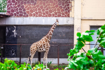 A full-length giraffe stands on the territory of the park and looks directly into the camera. A large mammalian animal living in the city zoo. Equipped nursery for wild herbivorous African pets.