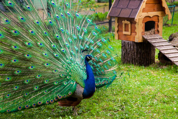 Peacock spread his beautiful tail close-up on the background of green grass. Bright beautiful bird feathers. Pets of the contact zoo in the open air. Keeping wild animals in nurseries and breeders.