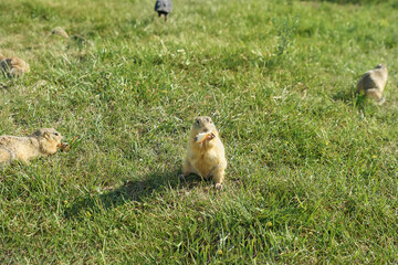 a lot of wild ground squirrels are running around in the clearing