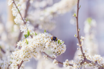 fluffy bumblebee on cherry blossoms in spring, selective focus, delicate blue tinting, close-up