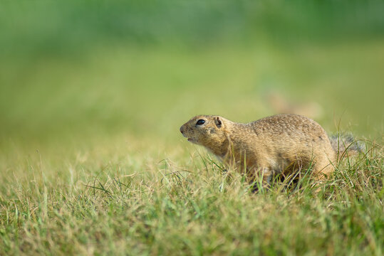 portrait of a beautiful wild ground squirrel, close-up, selective focus