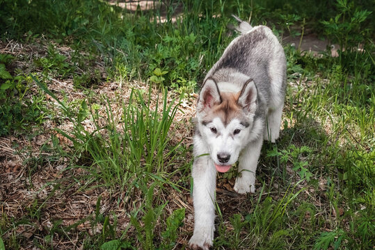 a malamute puppy walks in the forest, sneaks among the grass