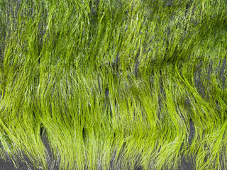 Close-up of long strands of vibrant, lime green sea moss growing on a rock