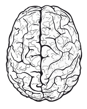 Isolated brain sketch vector illustration.