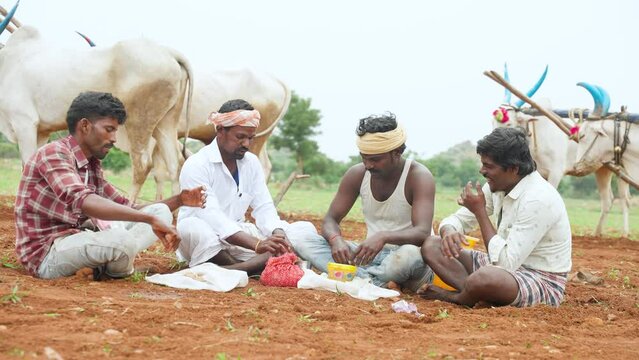 wide shot of happy Group of farmers having afternoon lunch while sitting at farmland in front of cattle - concept of taking break, cultivation season and farming.