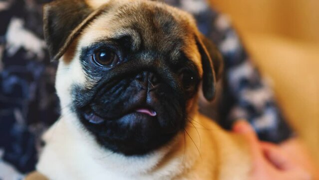 close-up muzzle of a cute pug puppy sitting on the hands of the owner.Selective focus.pets and people. purebred pug puppy portrait