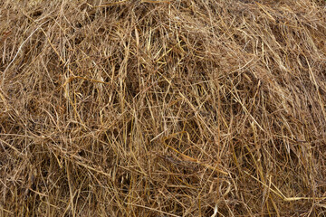 Dry rice straw background. grunge texture.