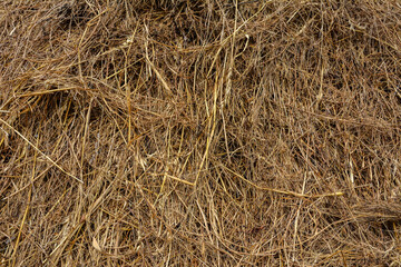 Dry rice straw background. grunge texture.