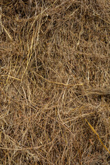 Dry rice straw background. grunge texture.