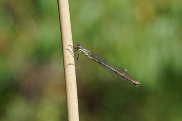 Willow Emerald Damselfly (Chalcolestes viridis or Lestes viridis). Family spreadwings (Lestidae). On a bamboo stock. Summer, September. Faded Dutch garden.