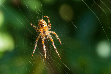 Eine Spinne in ihrem Netz