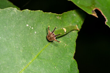 Caterpillar of nawab butterfly in thailand.