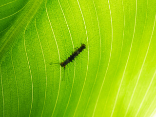 Brown caterpillar eating a green  plant in the field