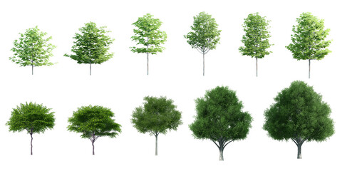 Collection Beautiful 3D Trees Isolated on PNGs transparent background , Use for visualization in architectural design or garden decorate	